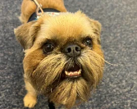 Roogie, Wag Brigade member 