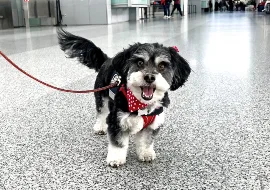 Bandi, Wag Brigade Member