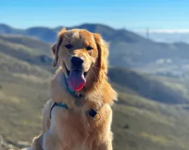 Jack, Wag Brigade member