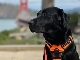 Shadow, Wag Brigade member