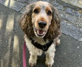 Bailey, Wag Brigade member